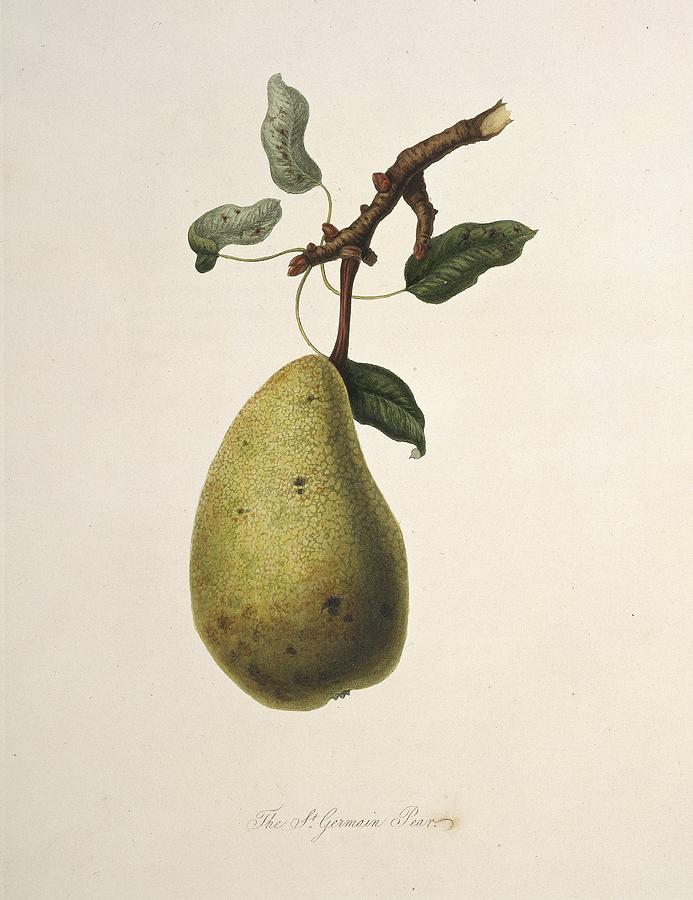 William Hooker Photograph - St Germain Pear (1818) by Science Photo Library