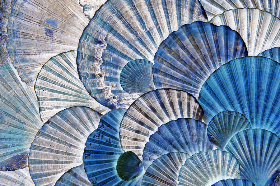 St James Scallop Shells In Uk Light Photograph by Duncan Usher
