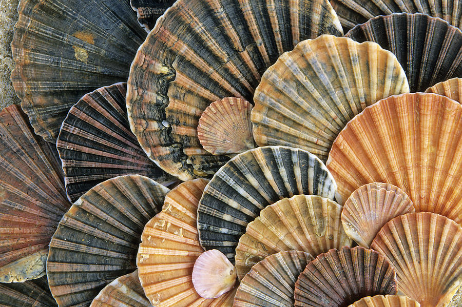 Animal Photograph - St James Scallop Shells Spain by Duncan Usher