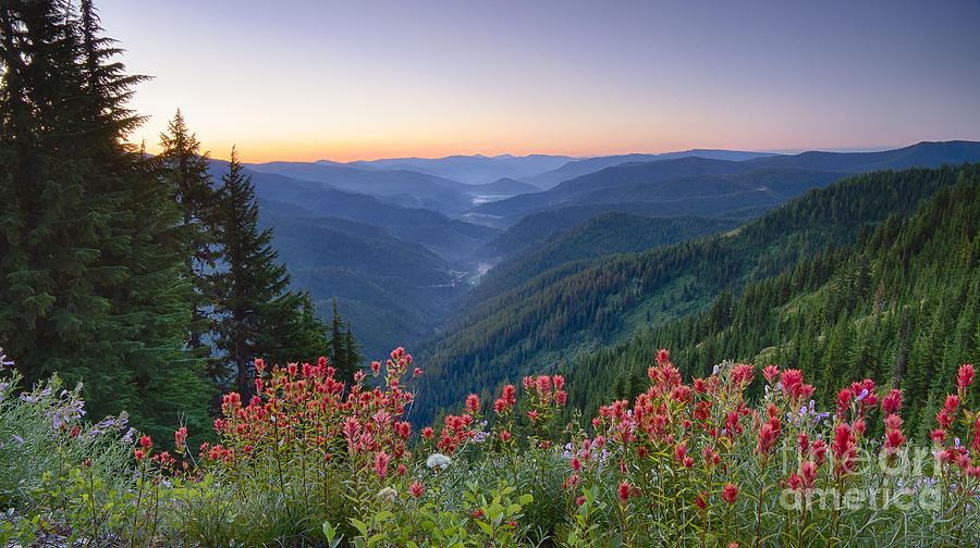 Nature Photograph - St. Joe Wildflowers by Idaho Scenic Images Linda Lantzy