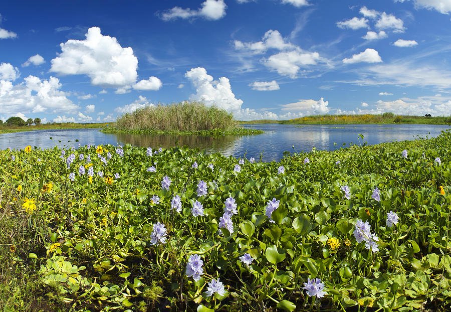 St. Johns River in Spring Photograph by Brian Kamprath