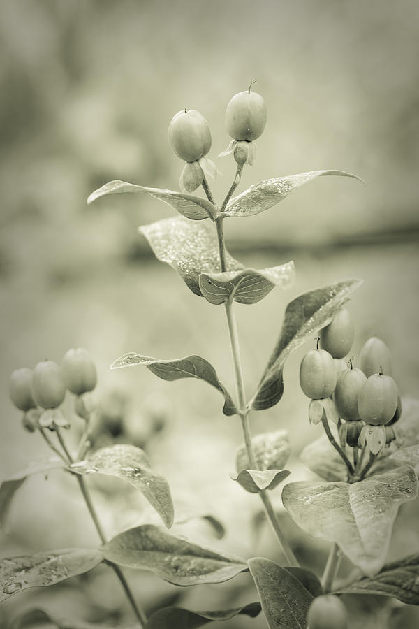 Vintage Photograph - St. Johns Wort - Dreamers Garden Series by Marco Oliveira