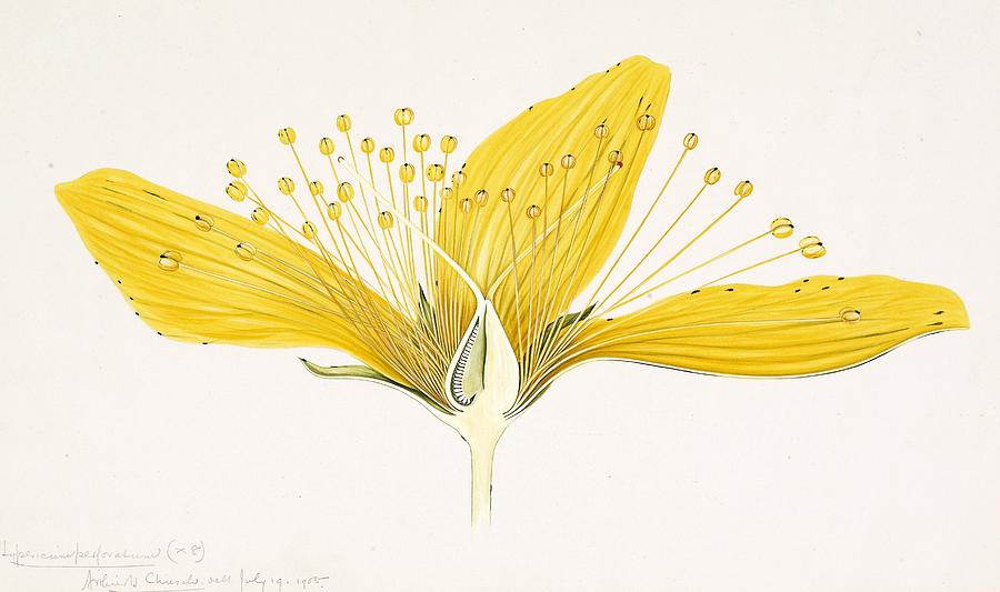 St Johns wort flower, 20th century Photograph by Science Photo Library