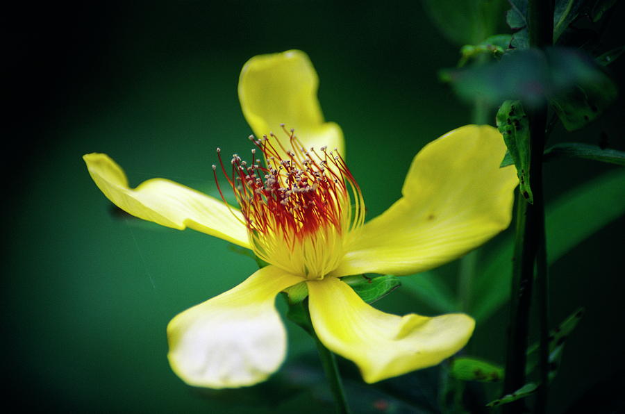 Nature Photograph - St Johns Wort Flower (hypericum Gebleri) by Dr. Nick Kurzenko/science Photo Library