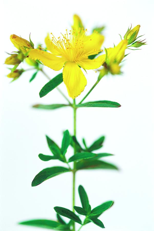 Flower Photograph - St Johns Wort Flowers by Gustoimages/science Photo Library
