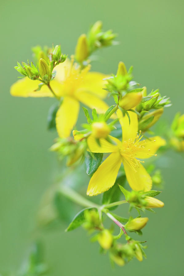 Nature Photograph - St. Johns Wort (hypericum Perforatum) by Gustoimages/science Photo Library