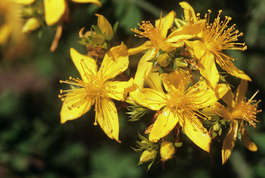 Nature Photograph - St Johns Wort (hypericum Perforatum) by Sally Mccrae Kuyper/science Photo Library