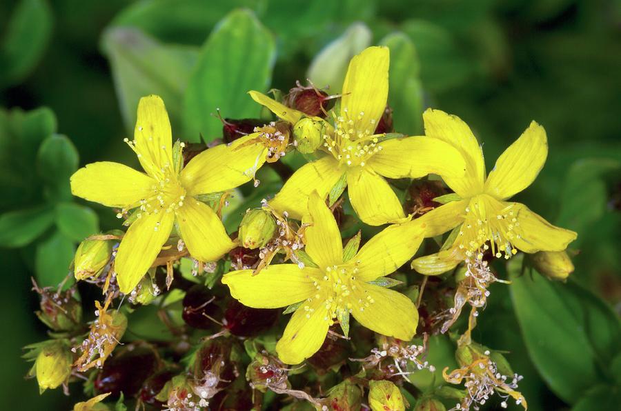 Nature Photograph - St. Johns Wort (hypericum Tetrapterum) In Flower by Bob Gibbons/science Photo Library