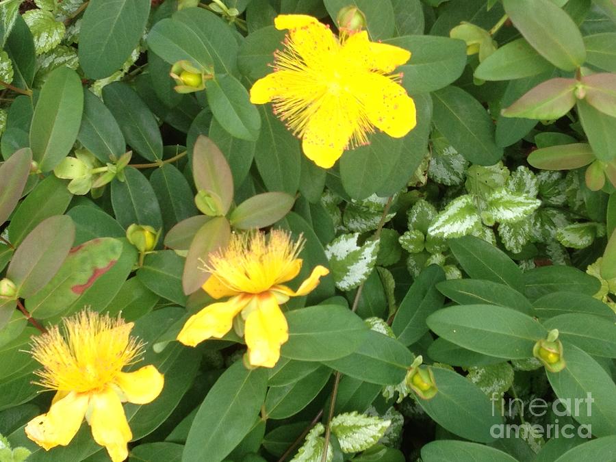 St Johns Wort Photograph by Kim Prowse