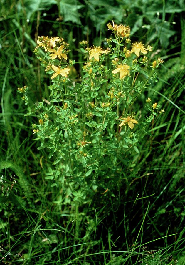 Flower Photograph - St Johns Wort Plant by Dr Jeremy Burgess/science Photo Library