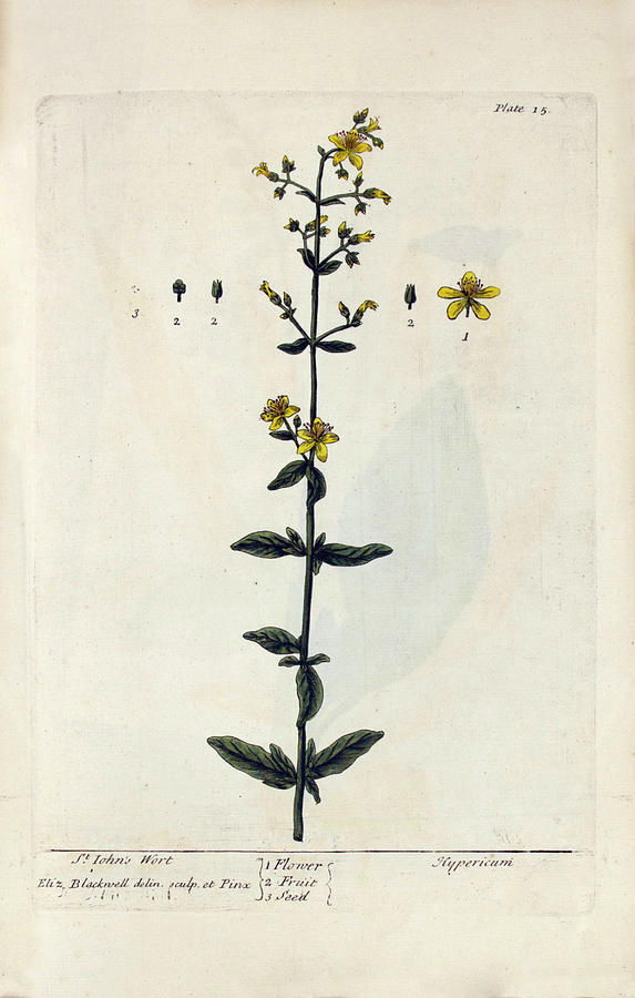 Elizabeth Blackwell Photograph - St Johns Wort Plant by National Library Of Medicine