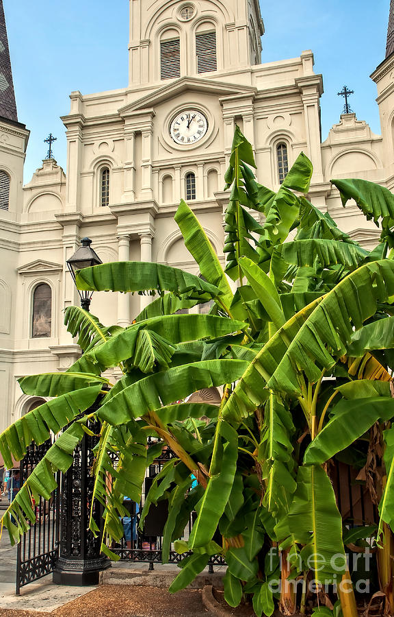 St. Louis Cathedral and Banana Trees New Orleans Photograph by Kathleen