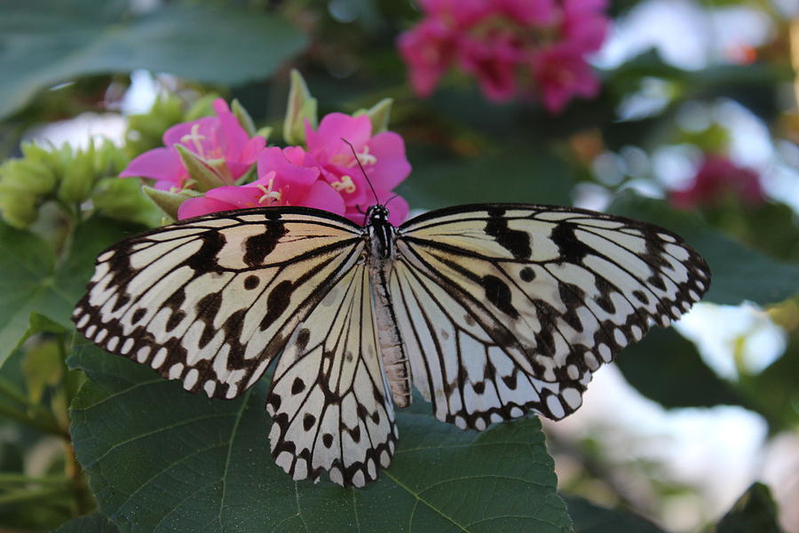 St. Louis Zoo Butterfly Photograph by Jeffrey Ikemeier - Fine Art America