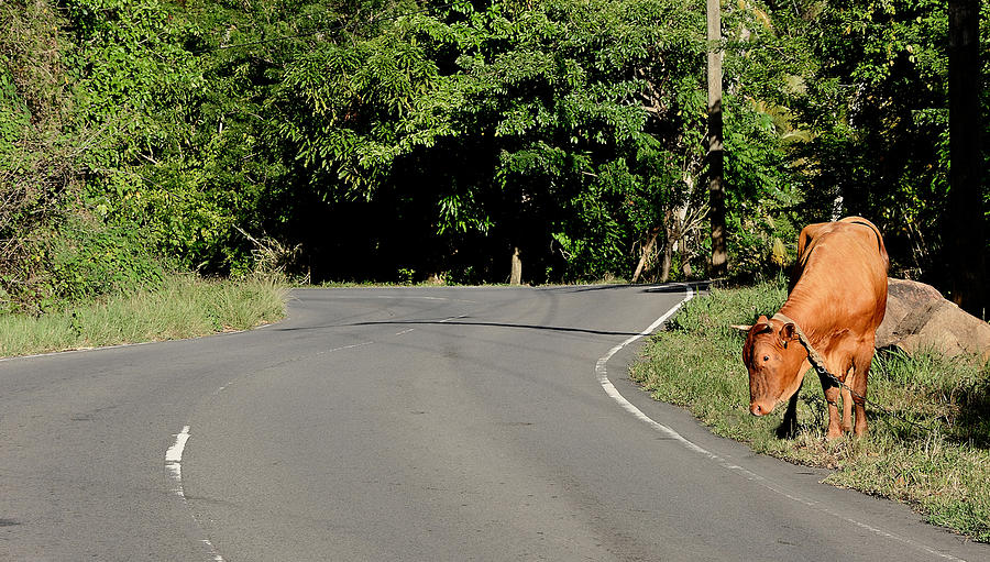 St. Lucia - main road around island Photograph by Brendan Reals