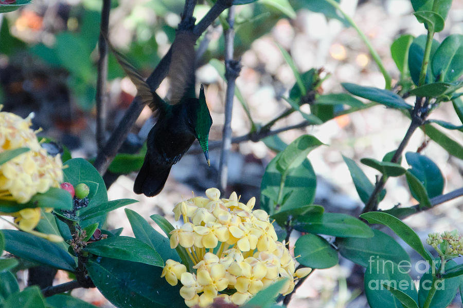 St. Lucian Hummingbird Photograph by Laurel Best
