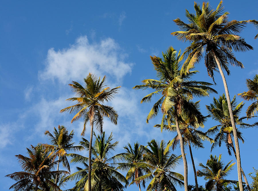 St. Lucian Palm Trees Photograph by Brendan Reals