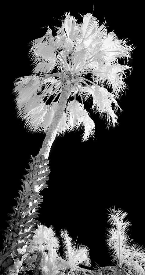 St. Maarten Tropical Palm Photograph by Luke Moore