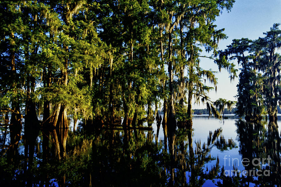 St Martin Parish Lake Martin Cypress Swamp Photograph by Thomas R Fletcher