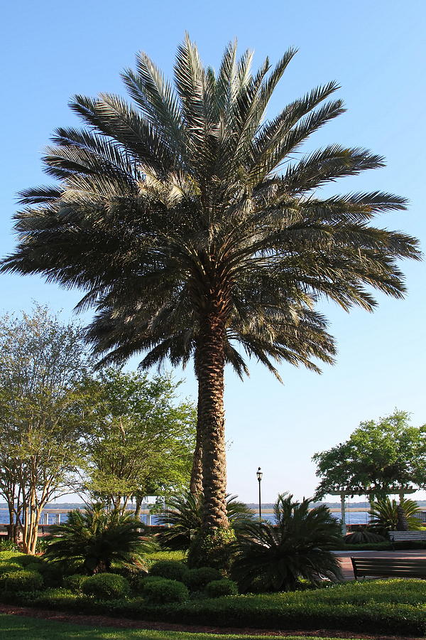 Tree Photograph - St. Marys Palm by Cathy Lindsey