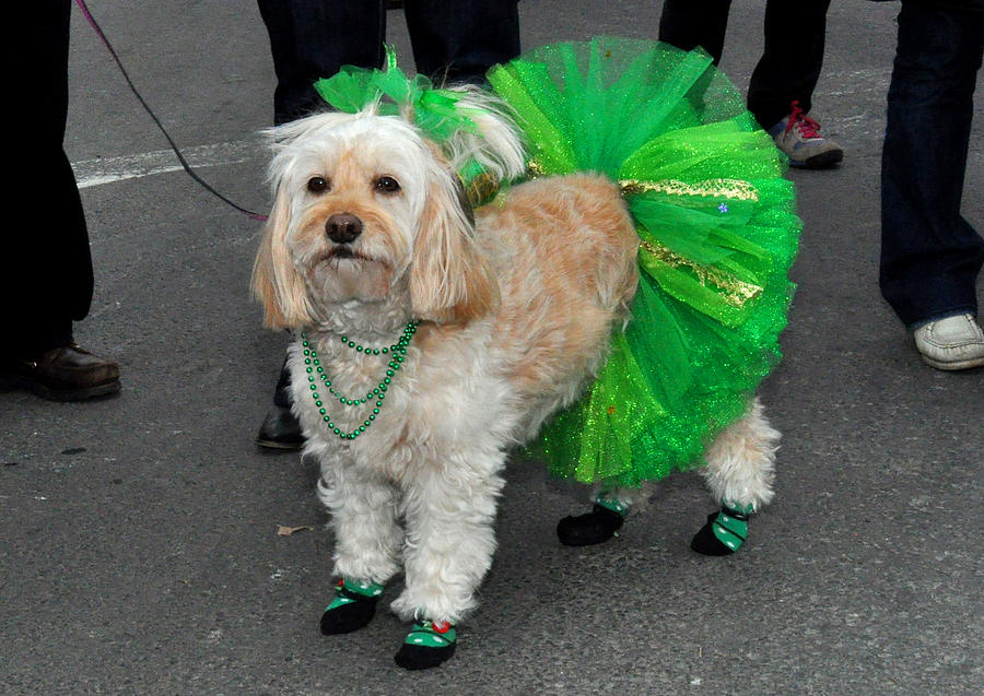 Green wearing Dog for St. Patricks Day Photograph by Diane Lent
