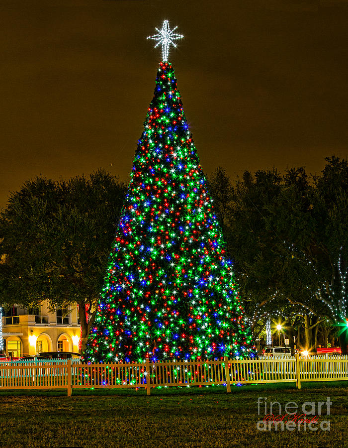 st Pete Christmas Tree Photograph by Sue Karski