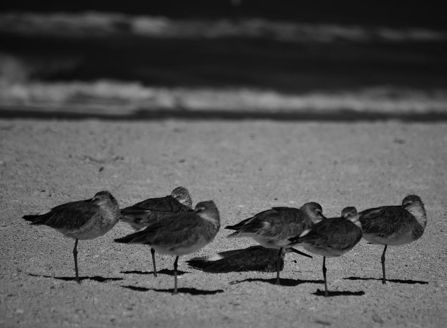 Bird Photograph - St. Pete Sandpipers trying to stay warm by Tara Miller