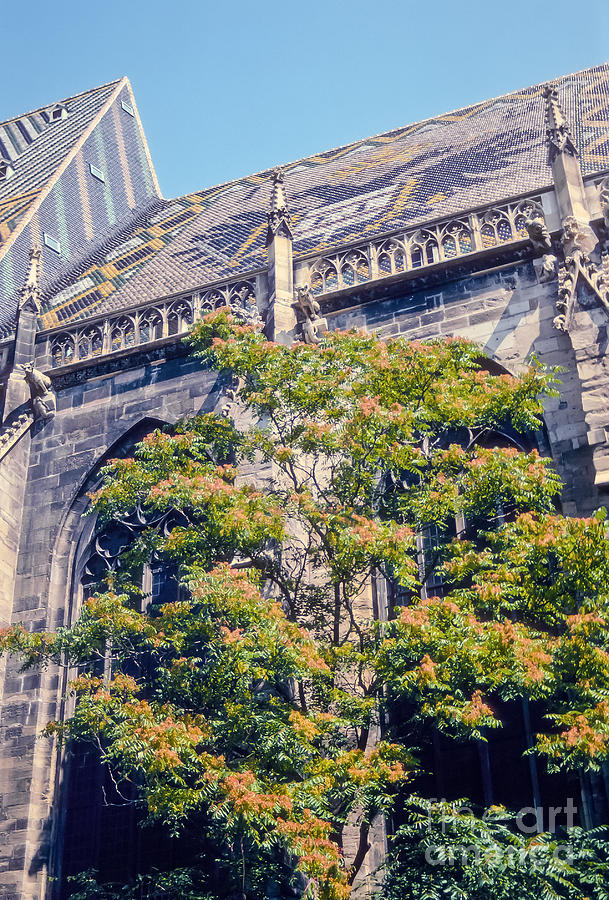Tree Photograph - St. Stephens Cathedral by Bob Phillips