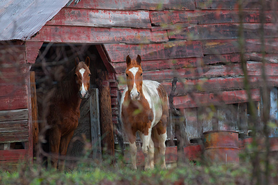 Horse Photograph - Stable Brothers by Donna Vasquez