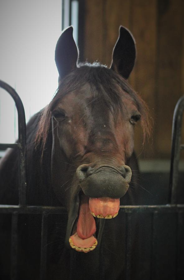 Stable Humour Photograph by Karl Anderson