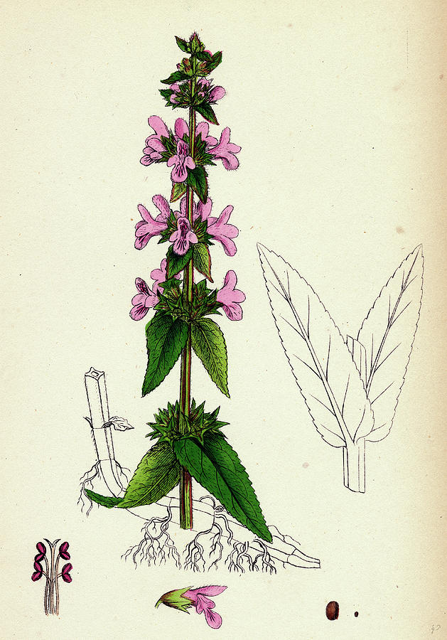 Stachys Palustris Marsh Woundwort Drawing by English School | Fine Art ...