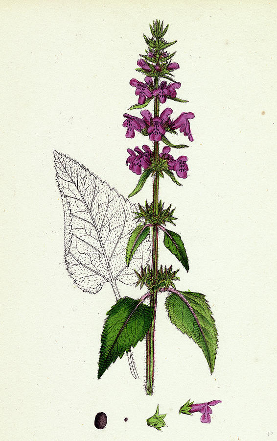 Stachys Sylvatica Hedge Woundwort Drawing by English School - Fine Art ...