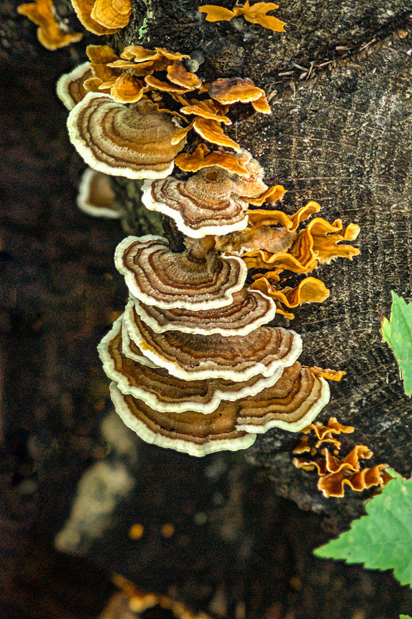 Turkey Photograph - Stack of Bracket Fungi by Douglas Barnett