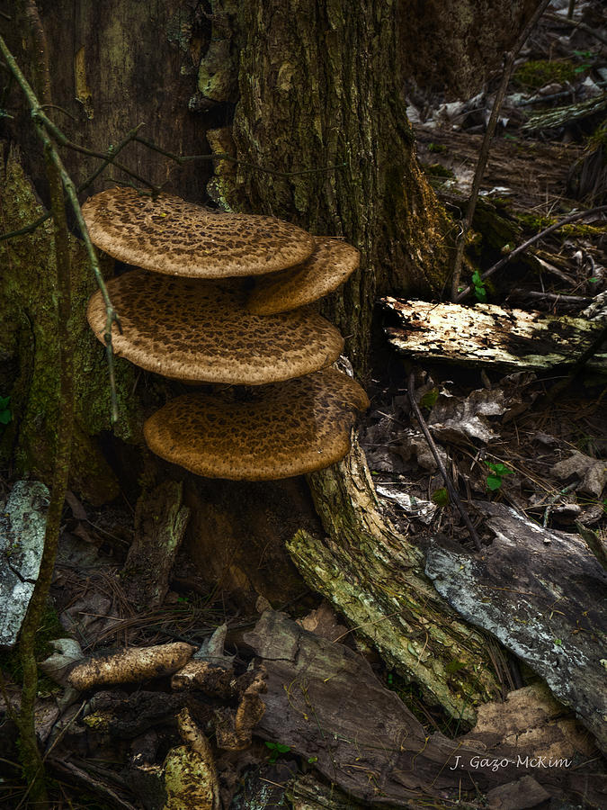 Stack of Fungi Photograph by Jo-Anne Gazo-McKim