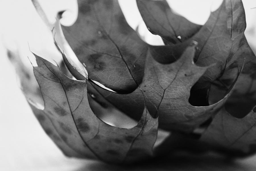 Stack of Leaves in Black and White Photograph by Kelly Hazel
