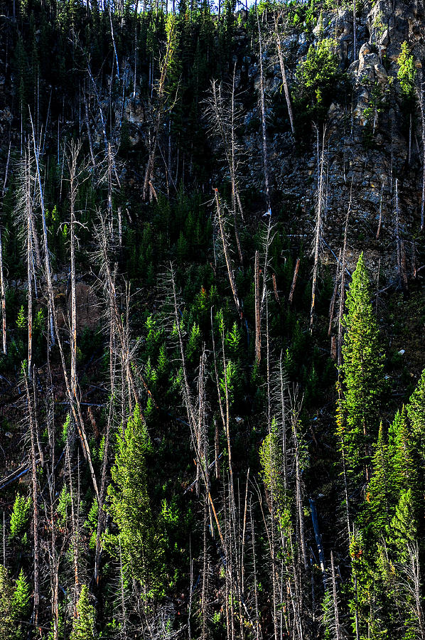 Stack of Trees Photograph by Harry Spitz