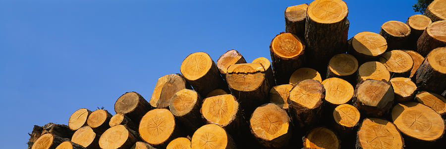 Tree Photograph - Stack Of Wooden Logs In A Timber by Panoramic Images