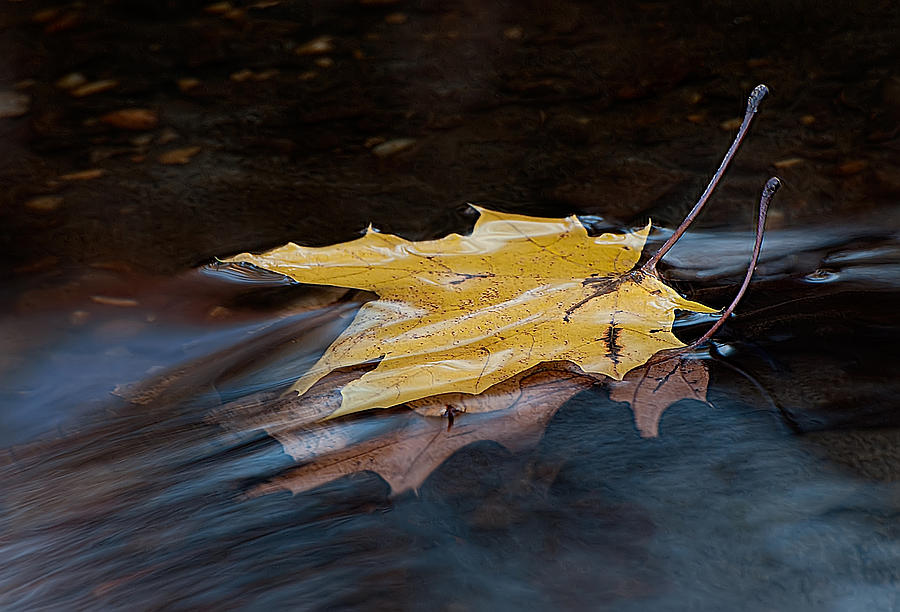 Stacked Autumn Leaves On Water Photograph by Gary Slawsky