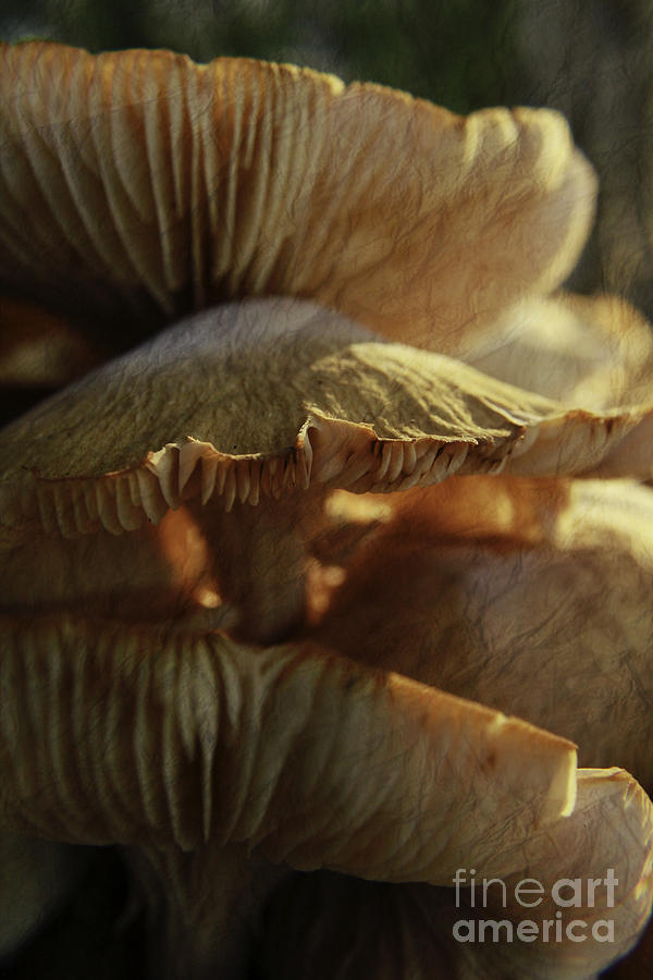 Stacked Fungas Photograph by Lori Mellen-Pagliaro