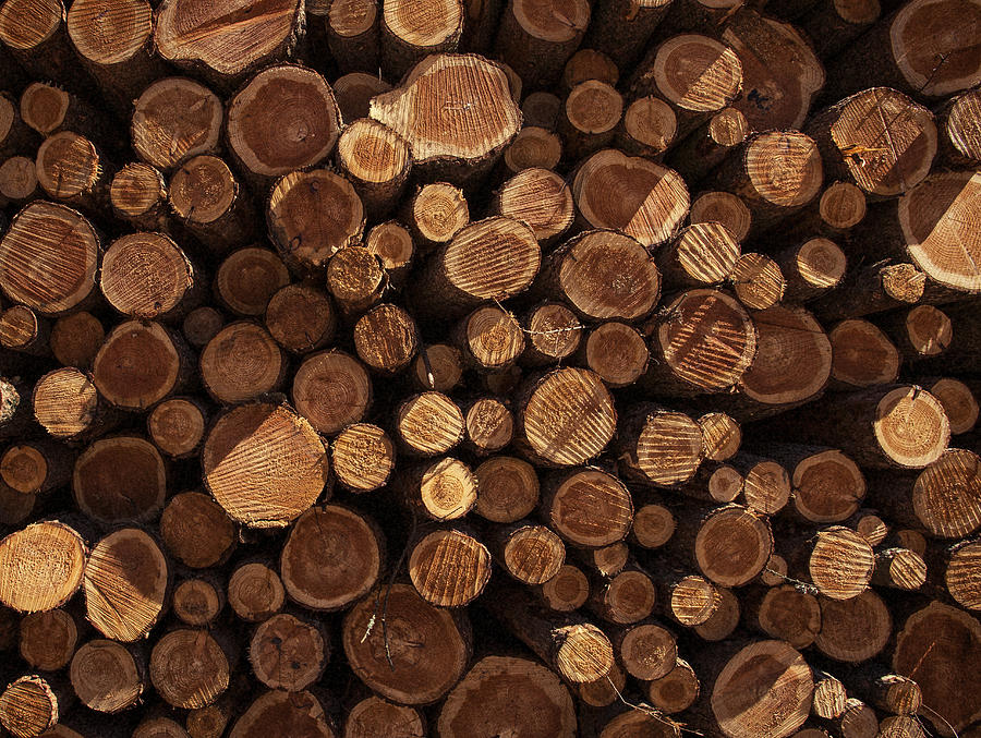 Stacked Wood Logs Texture Photograph