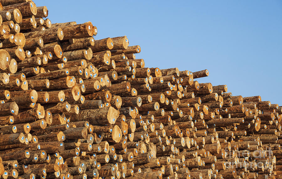 Stacks Of Logs Photograph by Bryan Mullennix