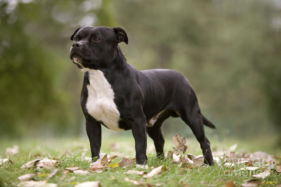 Staffordshire Bull Terrier Photograph by Jean-Michel Labat