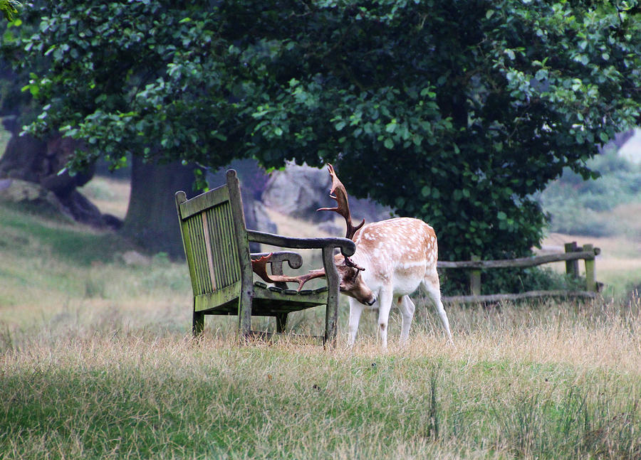 Deer Photograph - Stag and park bench by Tom Conway