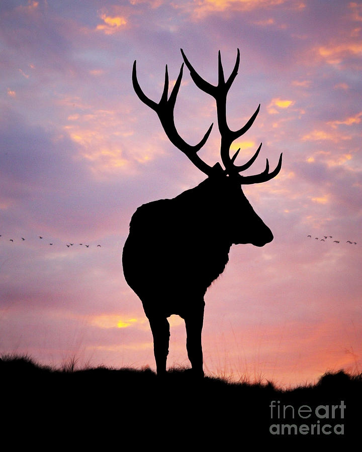 Stag And Sunset Photograph by Linsey Williams