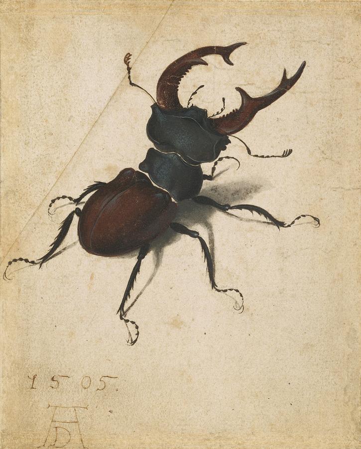 Stag Beetle Painting by Albrecht Durer