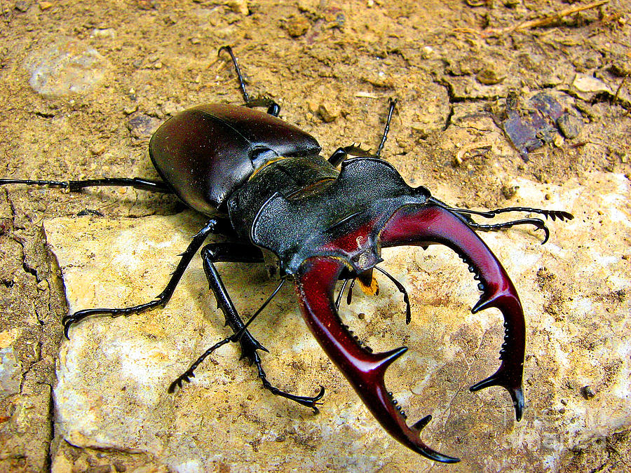 Stag-beetle Photograph by Alexa Szlavics