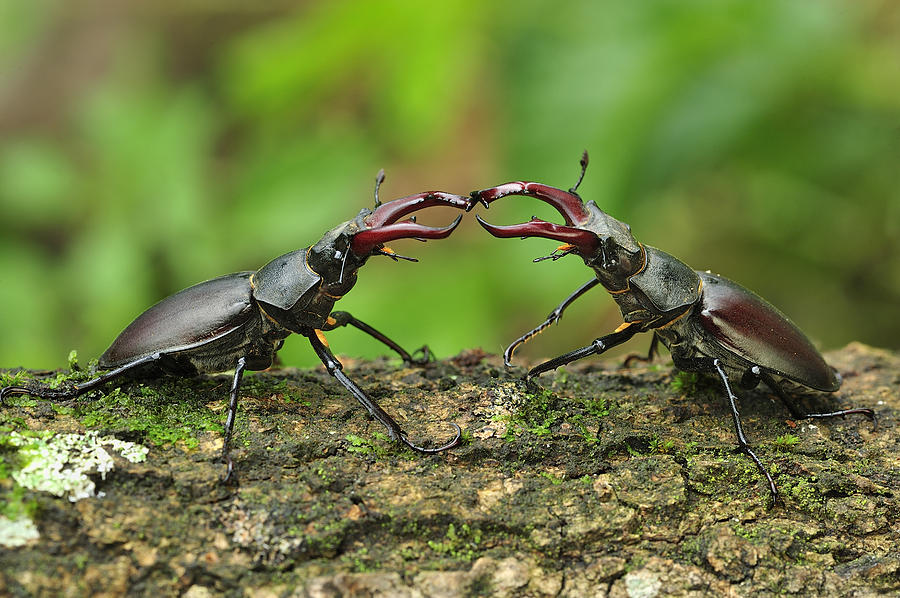 Stag Beetle Fighting Switzerland Photograph by Thomas Marent