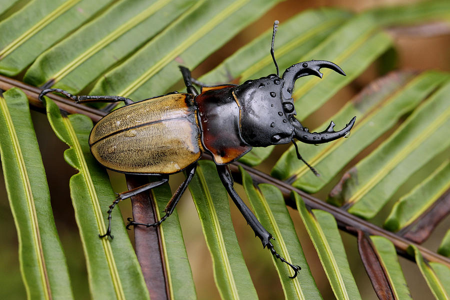 Stag Beetle Malaysia Photograph by Hiroya Minakuchi Stag Beetle Malaysia Photograph by Hiroya Minakuchi