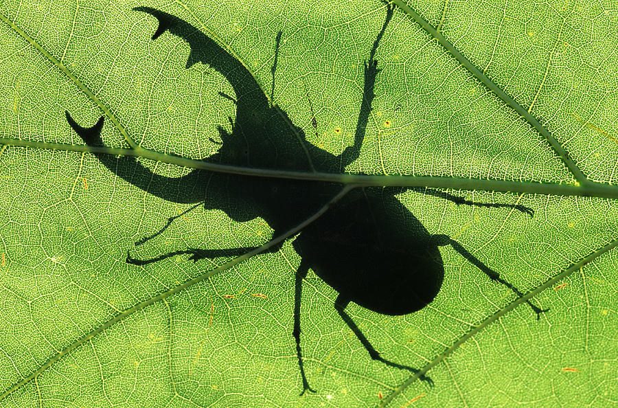 Stag Beetle Male On Leaf Photograph by Jan Vermeer