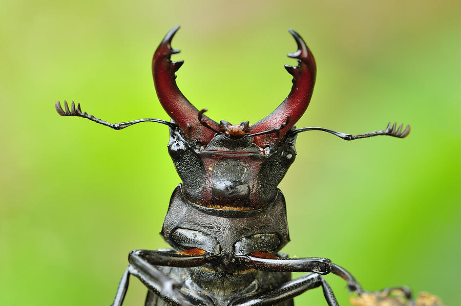 Stag Beetle Male Switzerland Photograph by Thomas Marent