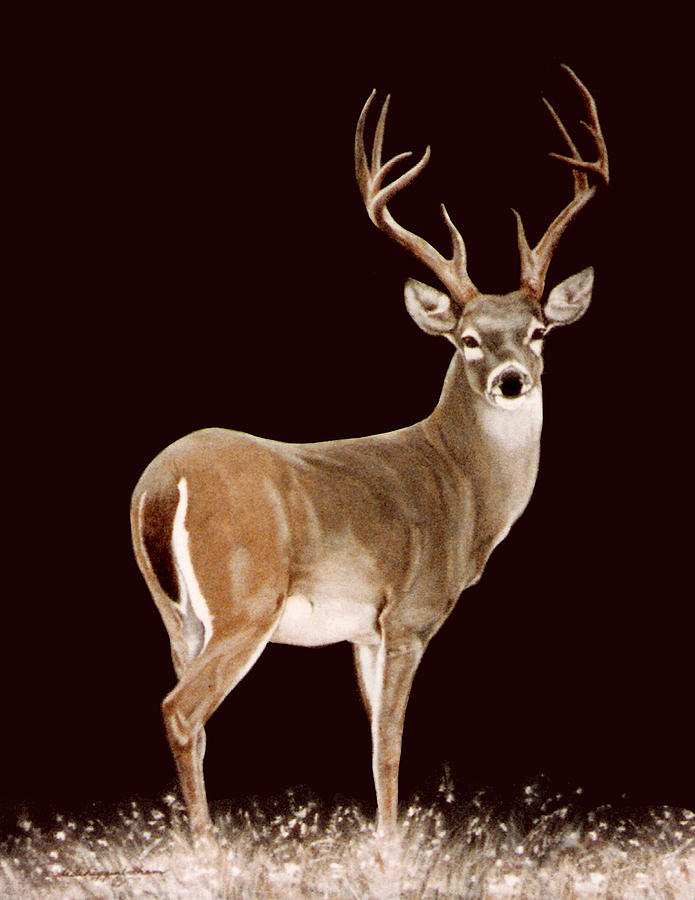 Deer Painting - Stag by DiDi Higginbotham